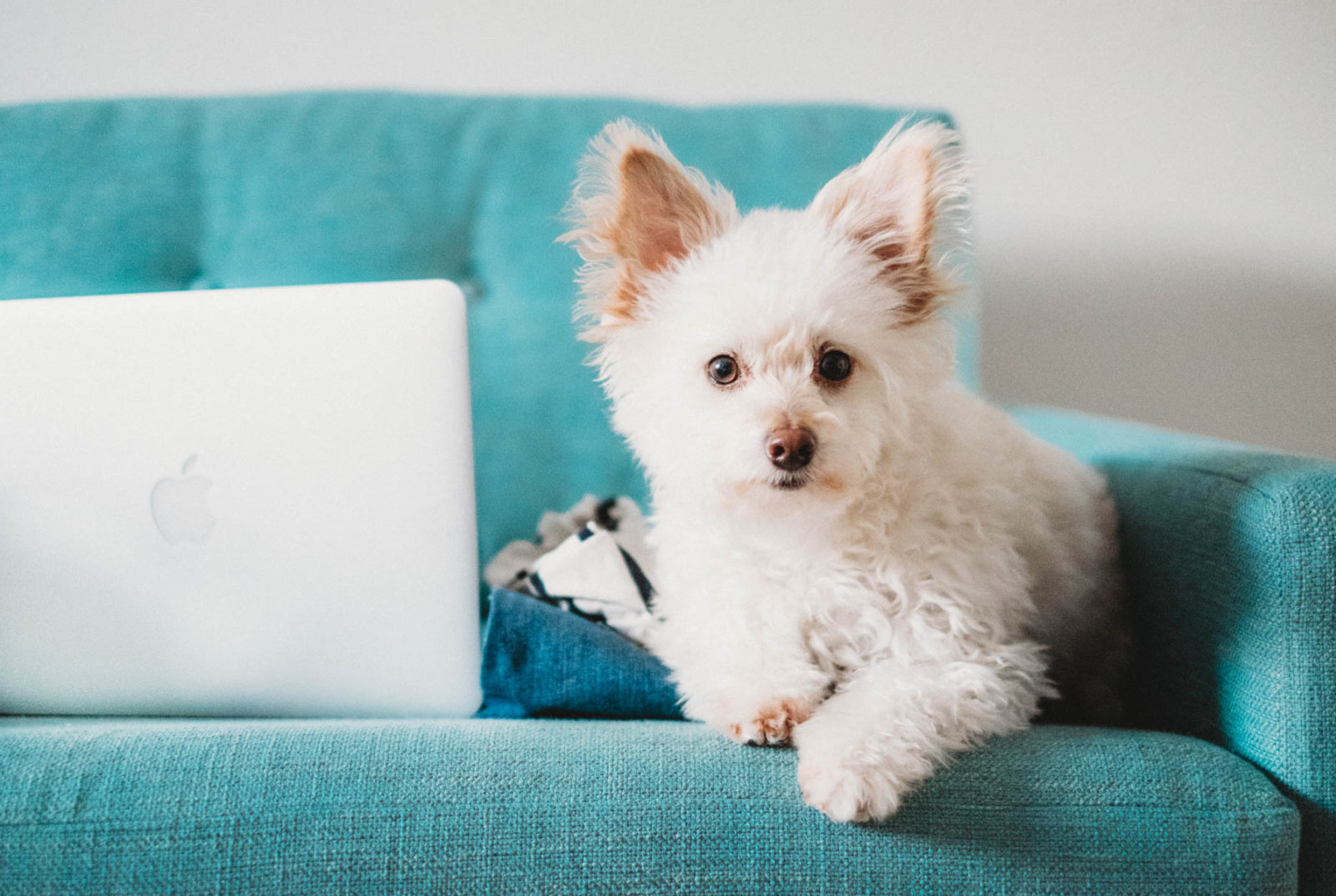 A Minimalist Guide to Online Shopping